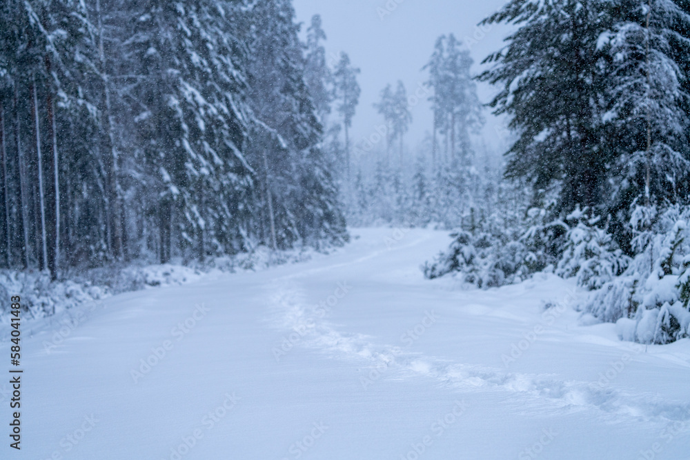 Heavy snowfall in remote wild wooded forest terrain during Wintertime with daylight. Heavy snowfall in remote wild wooded forest terrain during Wintertime with daylight.