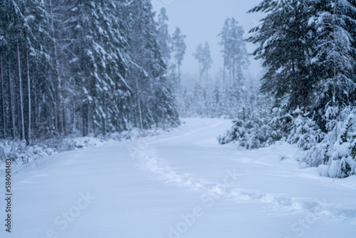 Heavy snowfall in remote wild wooded forest terrain during Wintertime with daylight.