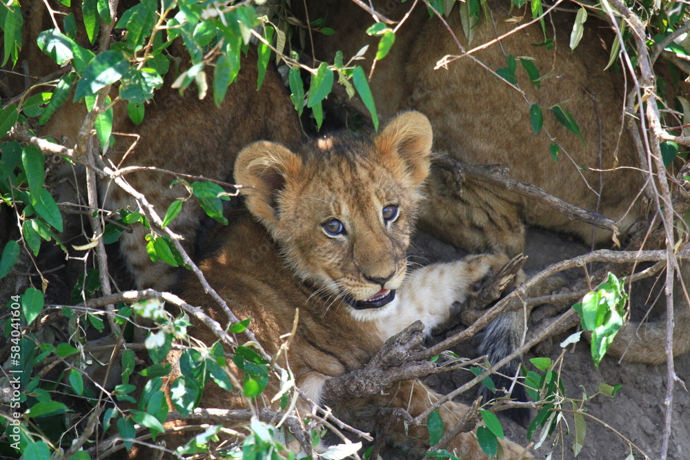 Lion cub looking into camera and hiding in a thick bush Lion cub looking into camera and hiding in a thick bush