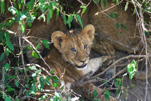 Lion cub looking into camera and hiding in a thick bush