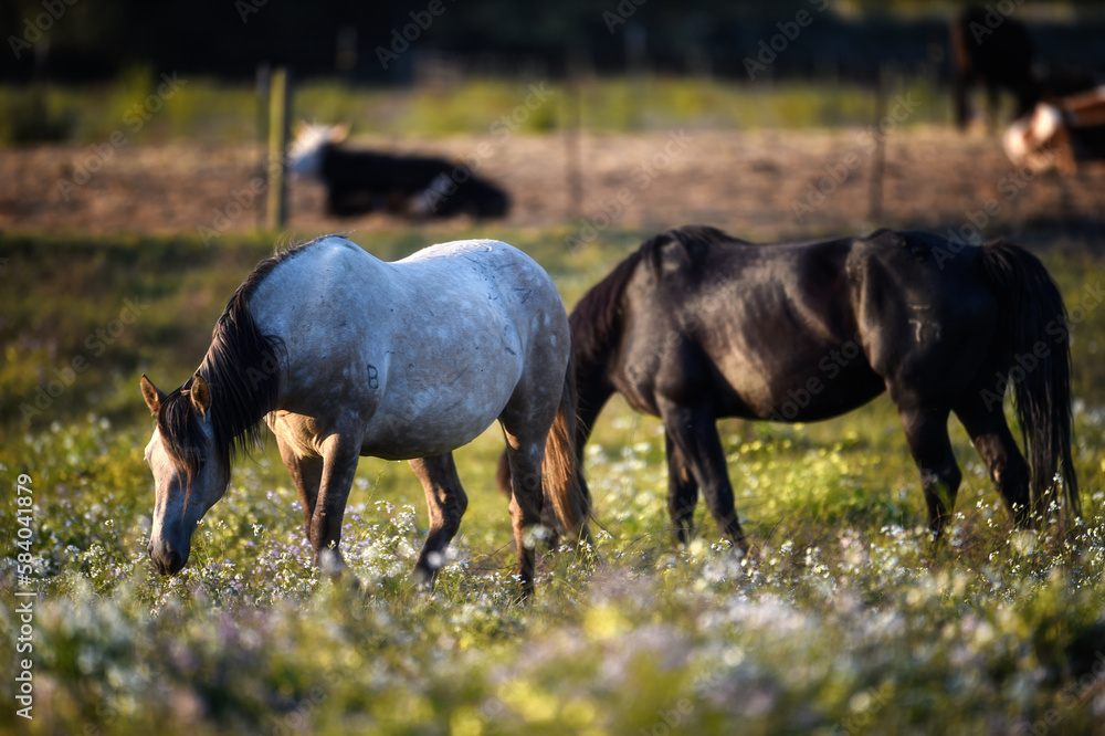 beauty of the horses in the green pastures while they eat from the grass in the stables beauty of the horses in the green pastures while they eat from the grass in the stables