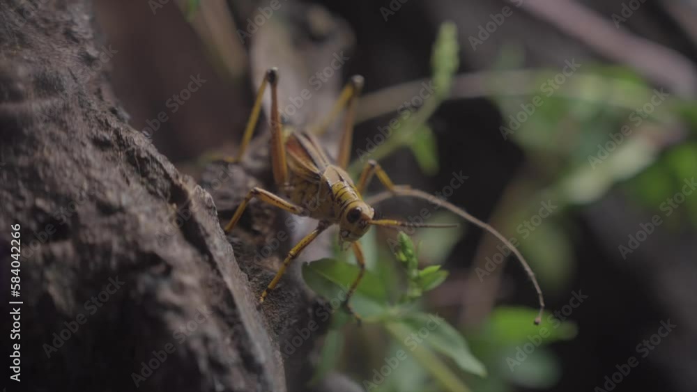 This close up video shows a large grasshopper in a forest landscape. This close up video shows a large grasshopper in a forest landscape.