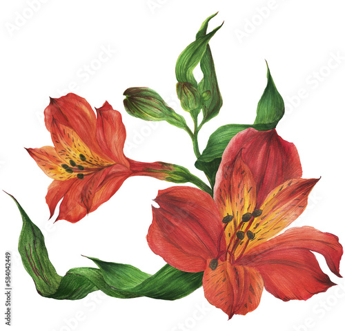 Bouquet of red alstroemeria lilies. Romantic composition for weddings and Valentines Day. Watercolor illustration  frame for congratulations and invitations