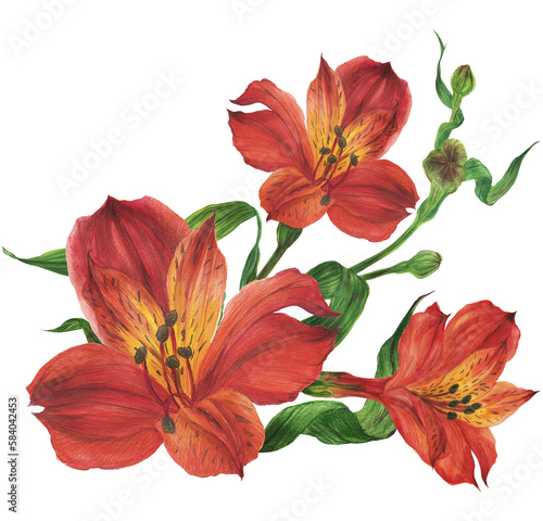 Bouquet of red alstroemeria lilies. Romantic composition for weddings and Valentines Day. Watercolor illustration, frame for congratulations and invitations