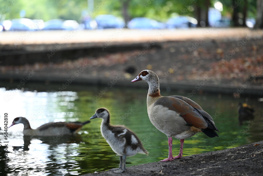 geese family on the lake geese family on the lake