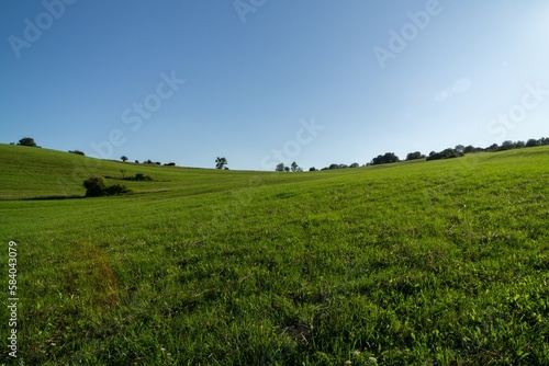 Green fresh grass on the meadow or garden and in the nature. Slovakia