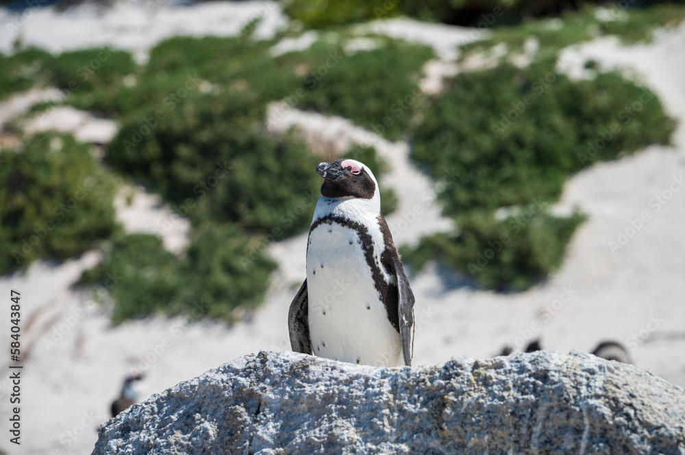 Fototapeta premium south african penguin standing on the beach