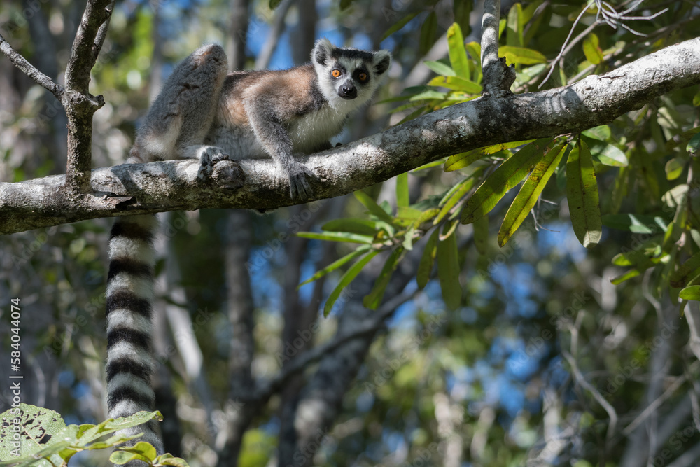 The Ring-tailed lemur (Lemur catta) in Isalo Nationaal Park, Madagascar Wildlife, Africa.