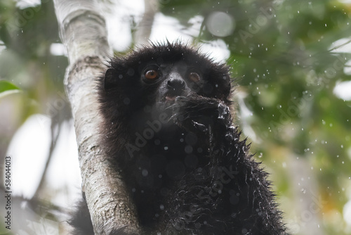 The Milne-Edwards's sifaka (Propithecus edwardsi) in the rain. Photographed in Ranomafana National Park, Madagascar Wildlife, Africa. photo