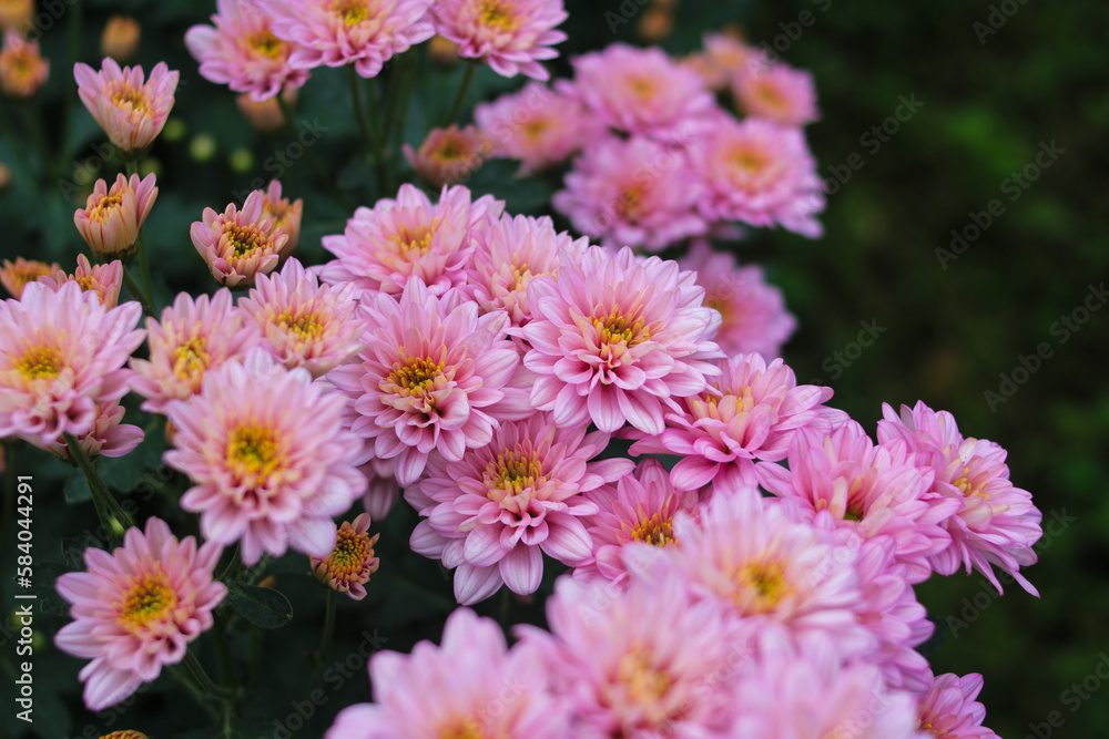 Chrysanthemum flowers in full bloom in Indonesia greenhouse Chrysanthemum flowers in full bloom in Indonesia greenhouse