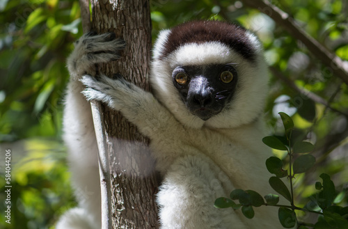 Bilde på lerret The Verreaux's sifaka in Zombitse-Vohibasia (Propithecus verreauxi) National Park, Madagascar Wildlife, Africa