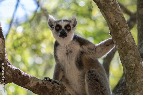 The Ring-tailed lemur  Lemur catta  in Isalo Nationaal Park  Madagascar Wildlife  Africa.