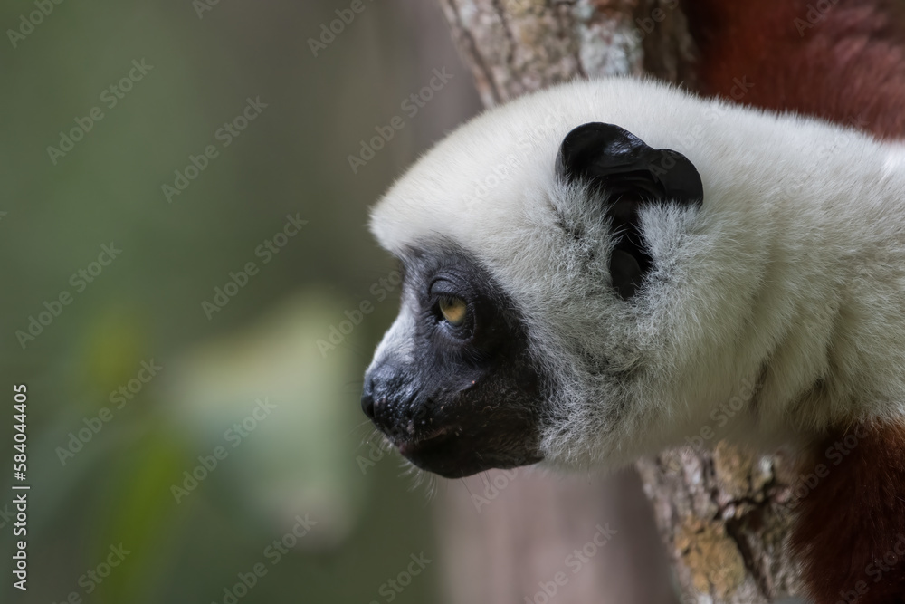 Obraz premium Coquerel's sifaka (Propithecus coquereli) close to Andasibe Mantadia National Park, Madagascar Wildlife, Africa.
