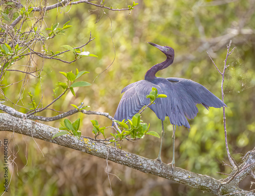 Reddish egret (egretta rufescens) with wings spread out in tree above marsh at Everglades National Park in southern Florida