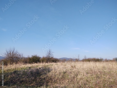 Green fresh grass on the meadow or garden and in the nature. Slovakia