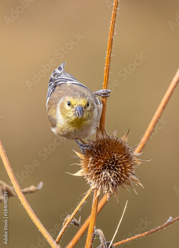 close up of a lesser goldfinch (Carduelis psaltria) on a dried thistle plant