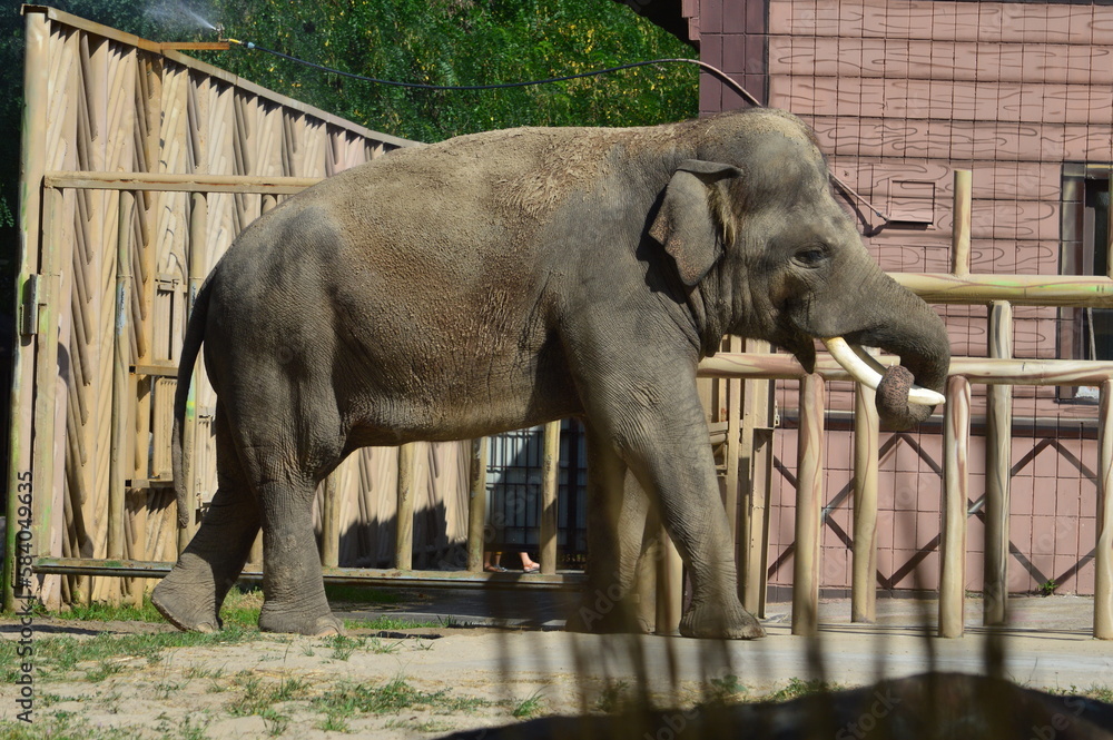 Fototapeta premium elephant in zoo