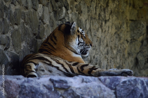 Fototapeta Naklejka Na Ścianę i Meble -  tiger in the wild