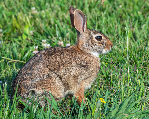 rabbit in the grass © Chris Davidson