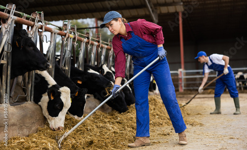 Skilled woman working on dairy farm, arranging hay for feeding cows in outdoor stall © JackF