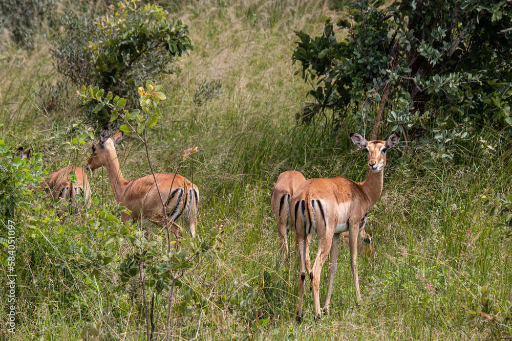 The impala or rooibok (Aepyceros melampus), medium-sized antelope resting in savannah grass, in Imire Rhino and Wildlife Conservancy National Park The impala or rooibok (Aepyceros melampus), medium-sized antelope resting in savannah grass, in Imire Rhino and Wildlife Conservancy National Park