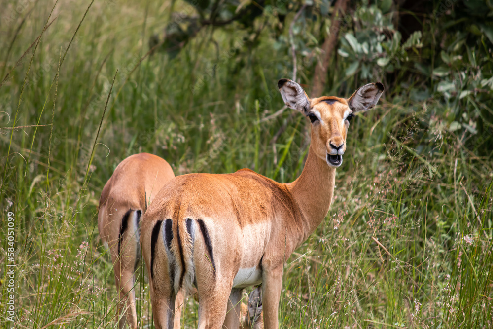 The impala or rooibok (Aepyceros melampus), medium-sized antelope resting in savannah grass, in Imire Rhino & Wildlife Conservancy National Park