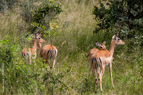 The impala or rooibok (Aepyceros melampus), medium-sized antelope resting in savannah grass, in Imire Rhino & Wildlife Conservancy National Park © Miros