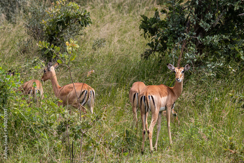 The impala or rooibok  Aepyceros melampus   medium-sized antelope resting in savannah grass  in Imire Rhino and Wildlife Conservancy National Park