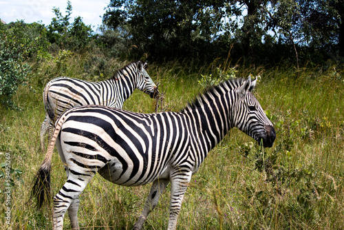 Zebra in her natural habitat savannah in Imire Rhino and Wildlife Conservancy  Zimbabwe  Africa