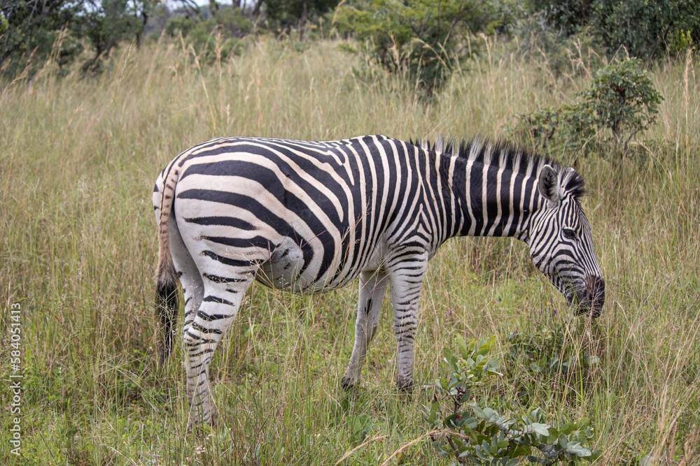 Obraz premium Zebra in her natural habitat in Imire Rhino and Wildlife Conservancy, Zimbabwe, Africa