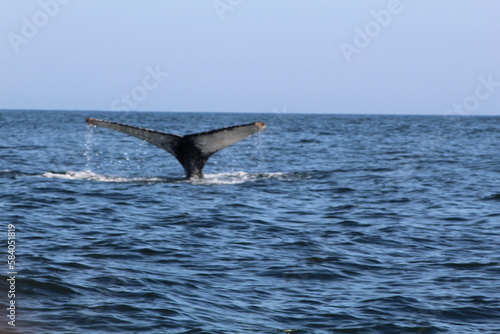 Cola de ballena de humboldt nadando en mar peruano oceano pacifico