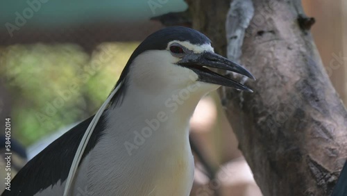 Nankeen Night Heron (Nycticorax nyctcorax L.)  classified as a water bird, 60cm tall, short neck, looks hunchbacked, black head, active at night, resting in trees during the day photo