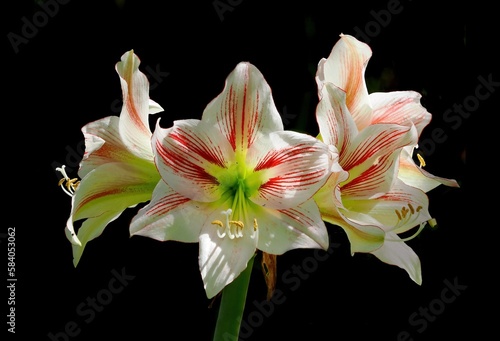 A Focus Stacked Close-up Image of White and Red Amaryllis Blossoms with a Dark Background