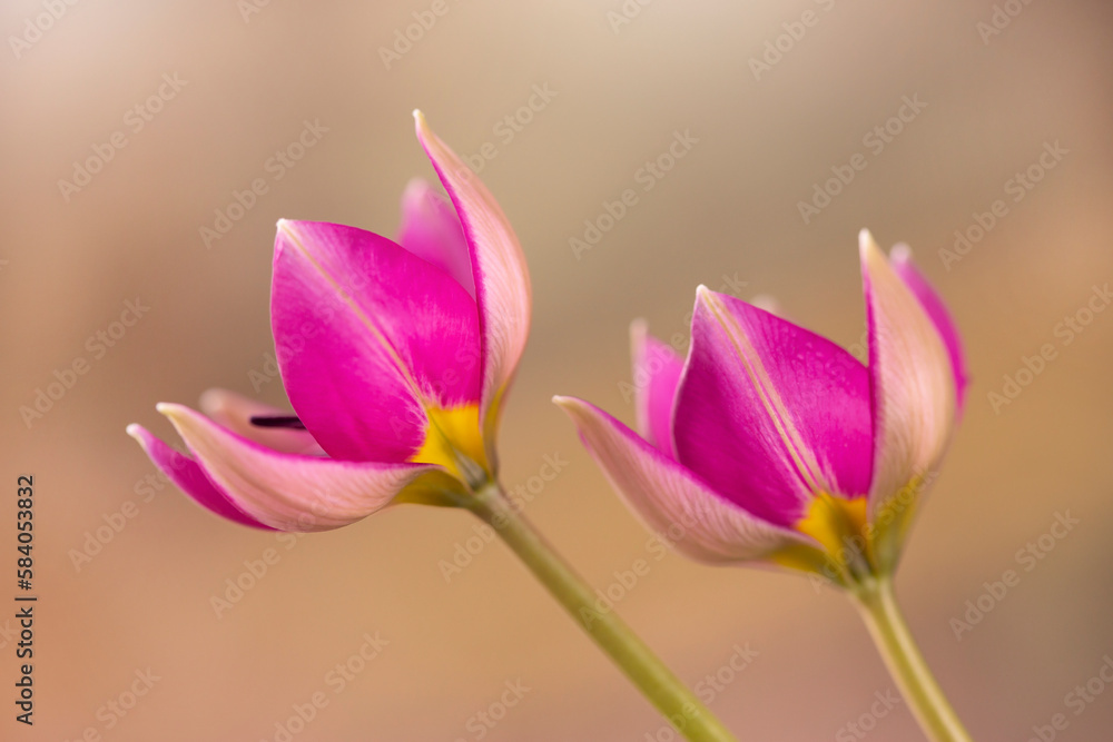 Wiosenne kwiaty - Tulipany botaniczne Lilac Wonder