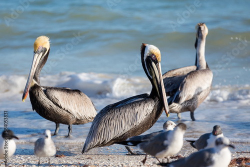 Beautiful Pelicans in Progreso Mexico