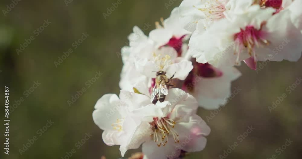 Bee collects pollen from almond flowers on blooming tree. White pink flowers in orchard close-up. Wildlife in the highlands in Teide National Park Tenerife. Bee collects pollen from almond flowers on blooming tree. White pink flowers in orchard close-up. Wildlife in the highlands in Teide National Park Tenerife.
