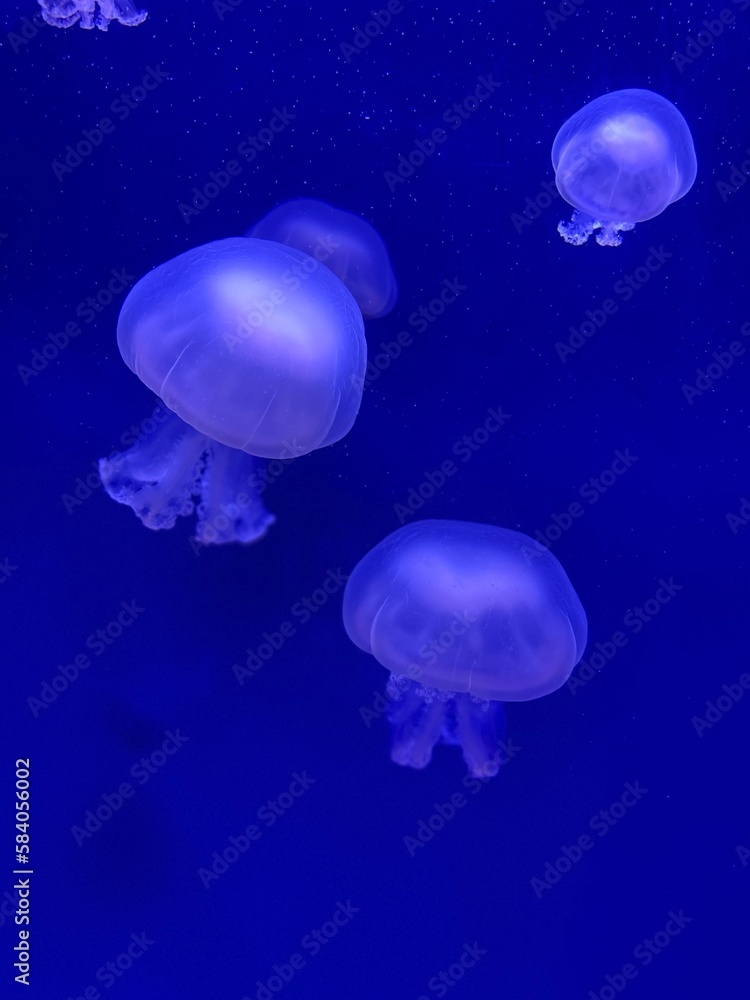 jelly fish in aquarium jelly fish in aquarium
