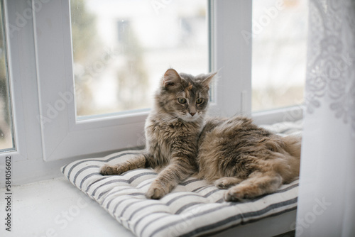 The Maine Coon cat lis lying on a mattress on the windowsill against the background of the window. Close-up. © VikaNorm