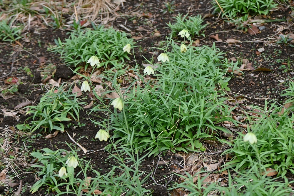 Fritillaria thunbergii ( Zhe bei mu ) flowers. Liliaceae perennial medicinal plant native to China. From March to April, pale green, bell-shaped, netted flowers bloom downward. Fritillaria thunbergii ( Zhe bei mu ) flowers. Liliaceae perennial medicinal plant native to China. From March to April, pale green, bell-shaped, netted flowers bloom downward.