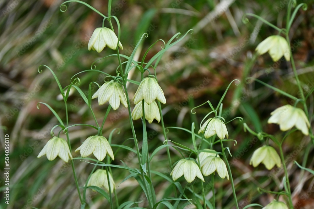 Fritillaria thunbergii ( Zhe bei mu ) flowers. Liliaceae perennial medicinal plant native to China. From March to April, pale green, bell-shaped, netted flowers bloom downward. Fritillaria thunbergii ( Zhe bei mu ) flowers. Liliaceae perennial medicinal plant native to China. From March to April, pale green, bell-shaped, netted flowers bloom downward.