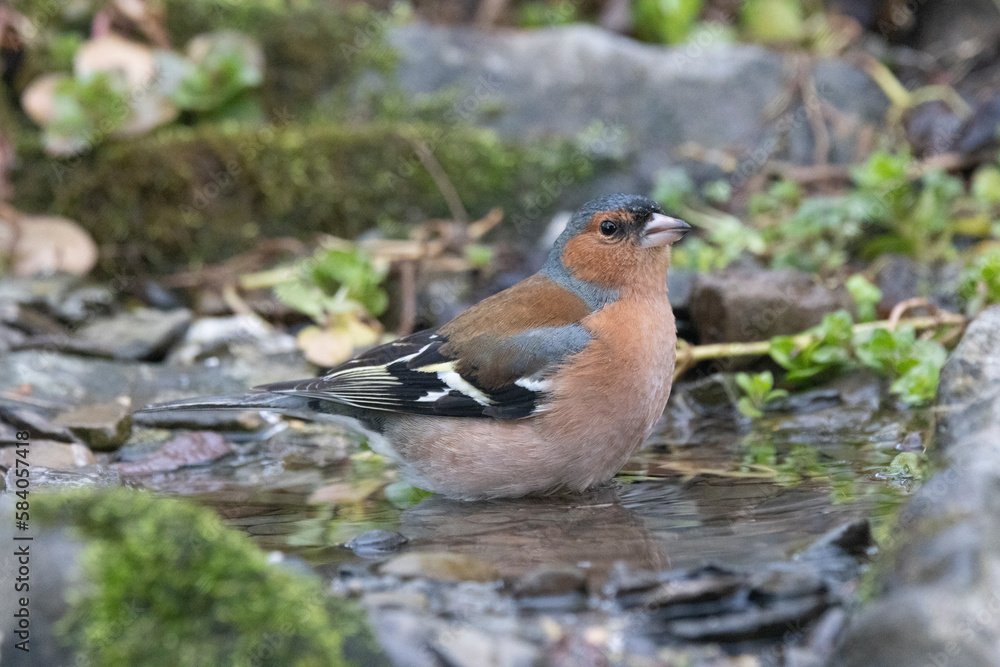 Buchfink (Fringilla coelebs) Buchfink (Fringilla coelebs)