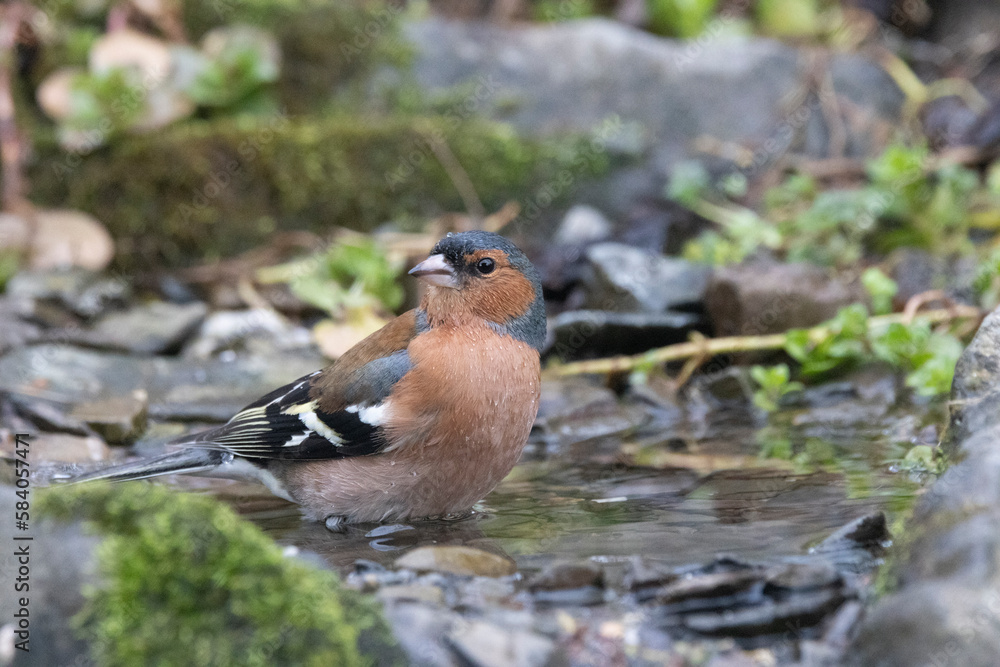 Buchfink (Fringilla coelebs) Buchfink (Fringilla coelebs)