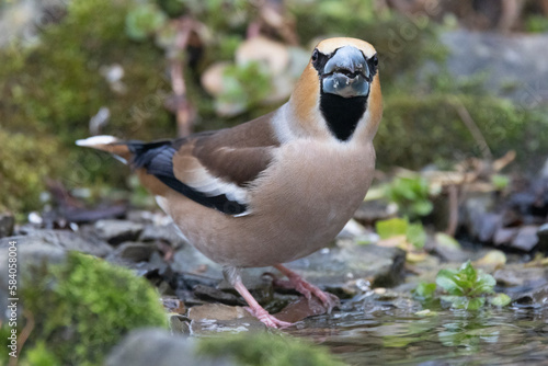 Kernbeißer (Coccothraustes coccothraustes)