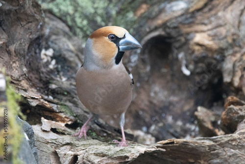 Kernbeißer (Coccothraustes coccothraustes)