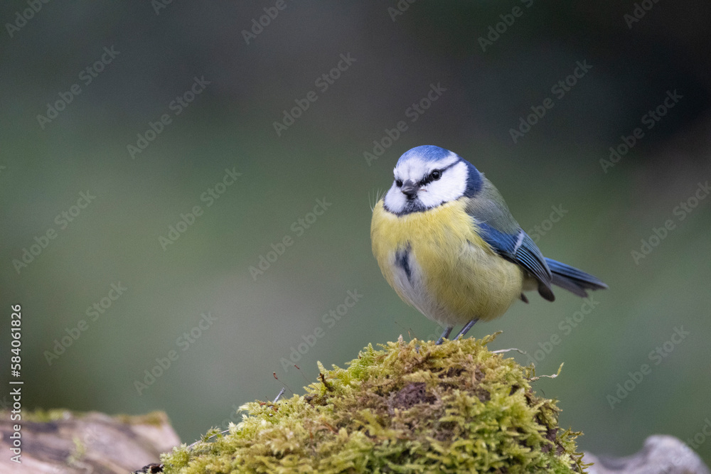 Fototapeta premium Blaumeise&nbsp;(Cyanistes caeruleu)