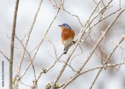 bluebird on branch © Hal Moran