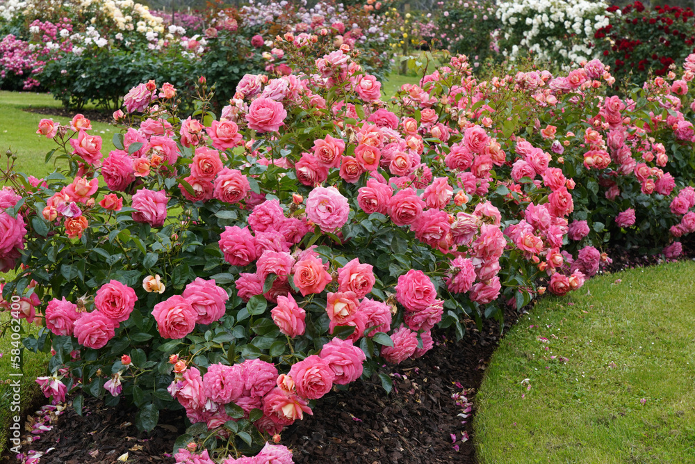 A bed of beautiful flowering roses in a garden setting. Rosa 'Summer Sun' (Korfocgri) bred by Kordes Roses.
