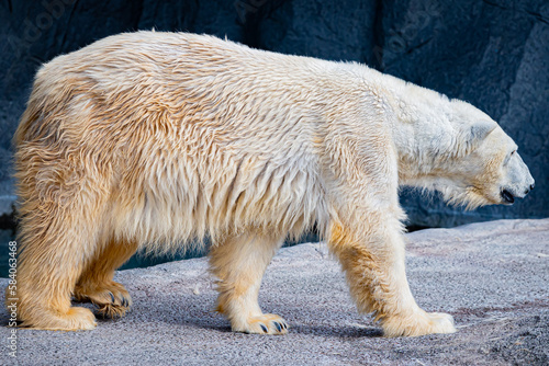 旭山動物園のシロクマ photo