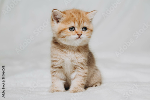 british kitten on a white background