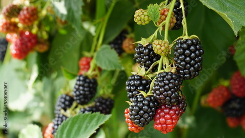 Fototapeta Naklejka Na Ścianę i Meble -  Blackberry. Rubus Eubatus. Fresh blackberries in the garden. A bunch of ripe blackberry fruits on a branch with green leaves. Beautiful natural background. Blackberry harvest. Selective focus